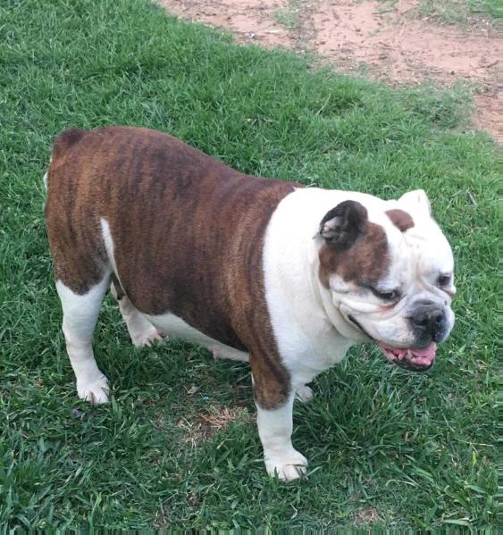 Stephens’ Kacie May | Olde English Bulldogge 