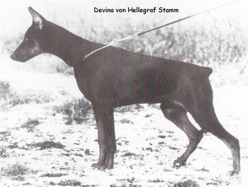 Devina v. Hellegraf Stamm | Black Doberman Pinscher