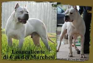 LEONCALIENTE DI CASA DEL MARCHESI | Argentine Dogo 