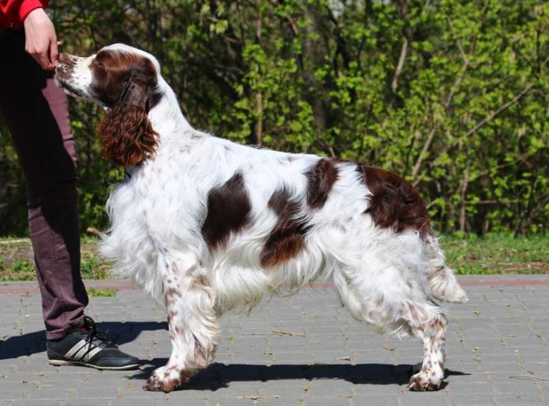 Cher Delight Alister Crowned | English Springer Spaniel 