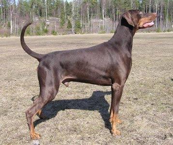 Origo Stamm's Quiet Redcloud | Brown Doberman Pinscher