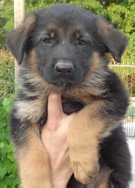 Ando Rocky | German Shepherd Dog 