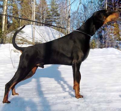 Origo Stamm's Running Bear | Black Doberman Pinscher