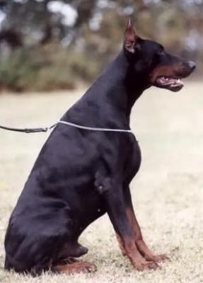 Come As You Are Dion | Black Doberman Pinscher