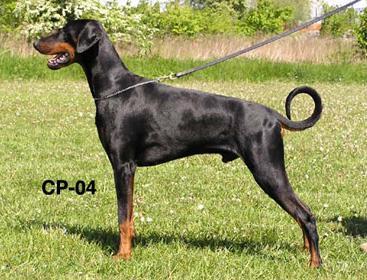 Origo Stamm's Tag The Devil | Black Doberman Pinscher