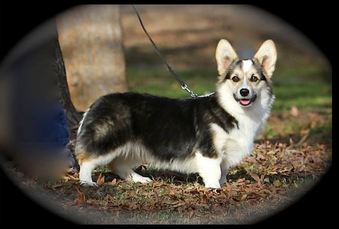 Oakgrove Triple H Dolly Madison | Pembroke Welsh Corgi 