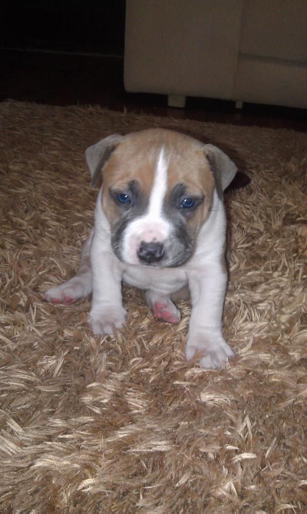 Ankyrabulls Lisa | American Staffordshire Terrier 