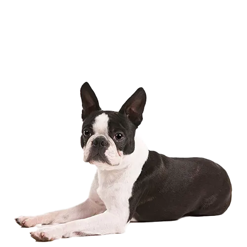 Boston Terrier