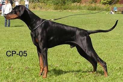 Origo Stamm's Too Fast For You | Black Doberman Pinscher