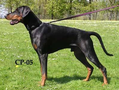 Origo Stamm's Underground Xpress | Black Doberman Pinscher