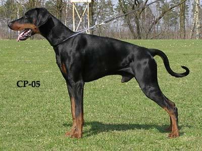 Origo Stamm's Unique Case | Black Doberman Pinscher