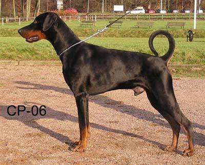 Origo Stamm's Uppercut Knockout | Black Doberman Pinscher