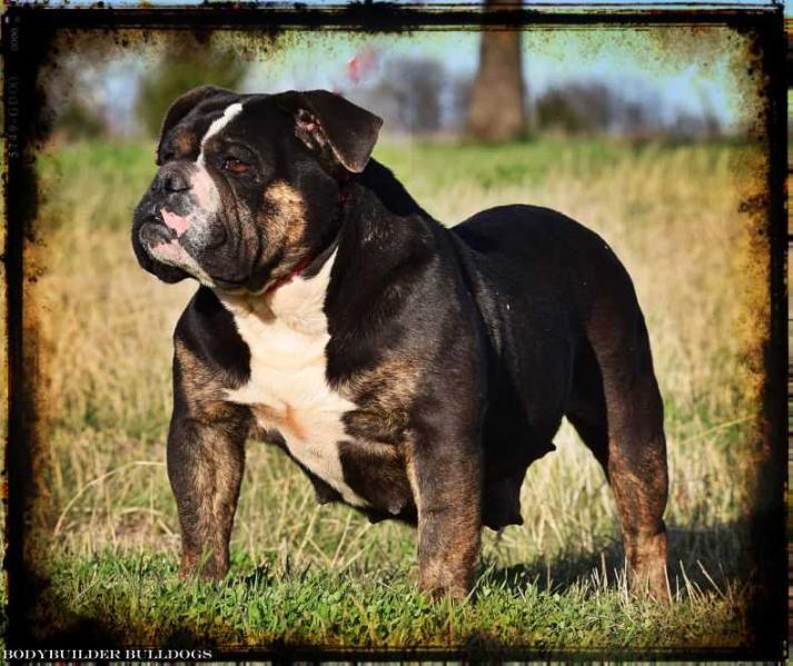 Nok's Classy Girl of Fort Knox | Olde English Bulldogge 