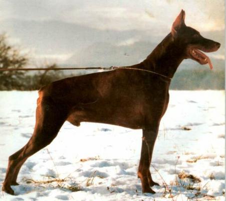 Xardro v. Frankenland | Brown Doberman Pinscher