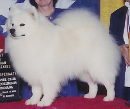 Pat's Irish Alpine Top Gun | American Eskimo Dog 