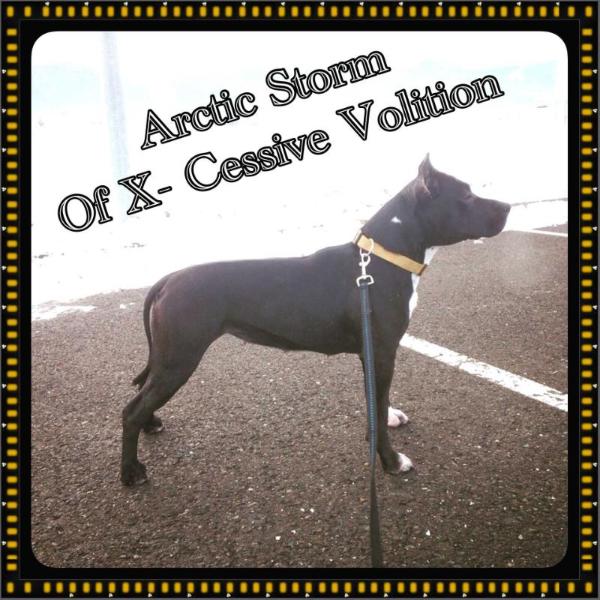 Arctic Storm Of X-Cessive Volition | American Staffordshire Terrier 