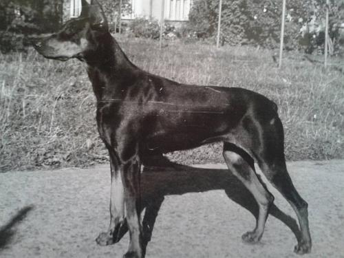 Fara Z Pisecneho Ostrova Cs | Black Doberman Pinscher