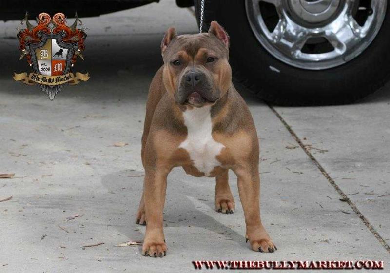 TBM Rosa | American Pit Bull Terrier 