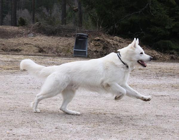 Pipino's Athilla | White Swiss Shepherd Dog 