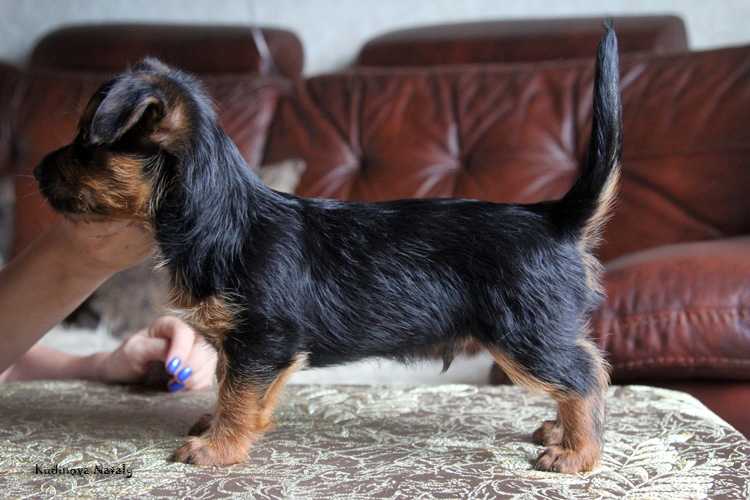 Urfin iz Zvezdnogo Grafstva | Australian Terrier 