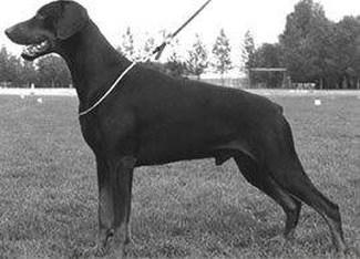 Jean Dark Jean-Jacques | Black Doberman Pinscher