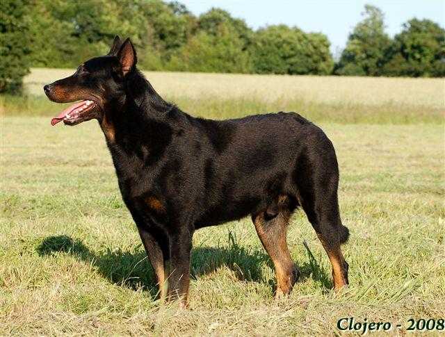 Tybalt Des habits de feu | Beauceron 