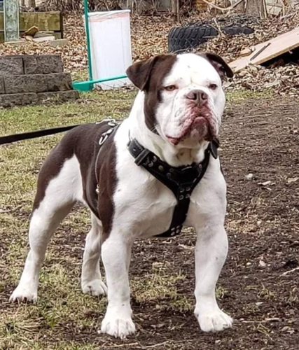 Dragon'z Den's Gunnery Sergeant | Olde English Bulldogge 