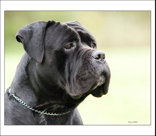 Menelao del Rosso Malpelo | Cane Corso 