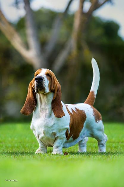 Brave basset l amora | Basset Hound 