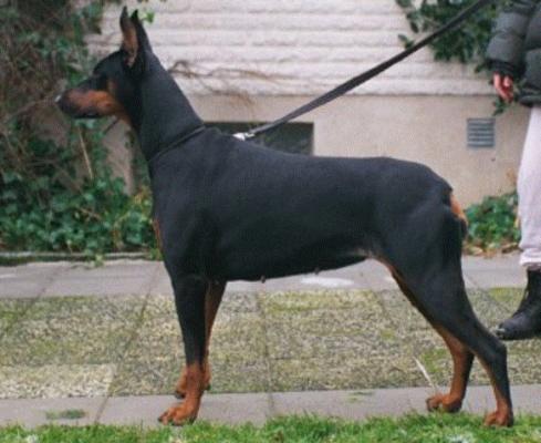 Shiwa (S19035/97) | Black Doberman Pinscher