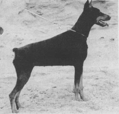 Ira v. Frieslands Glorie | Black Doberman Pinscher