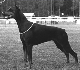 Chantal des Duches de Bar | Black Doberman Pinscher