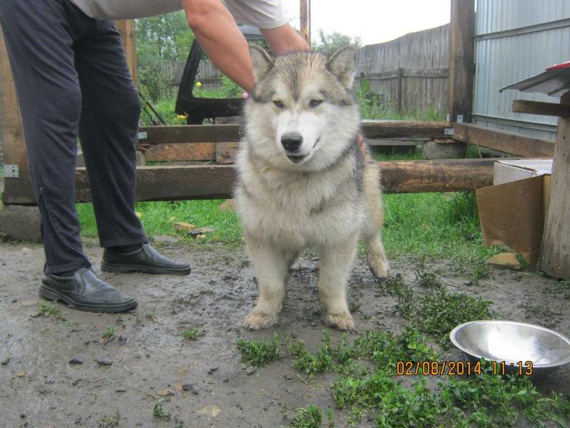 Rich Lair Paskal Boy | Alaskan Malamute 