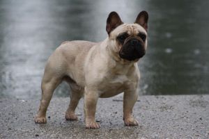 A'Vigdors Colonell Honorable D'Or | French Bulldog 