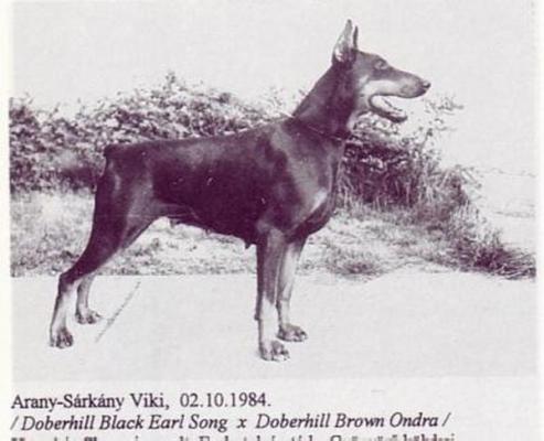 Arany-Sarkany Viki | Black Doberman Pinscher