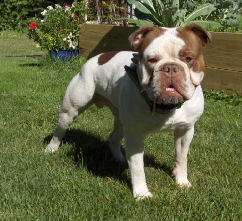 Valhalla's Ragnar | Olde English Bulldogge 