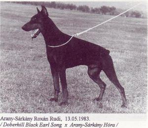Arany-Sarkany Roxan Rudi | Black Doberman Pinscher