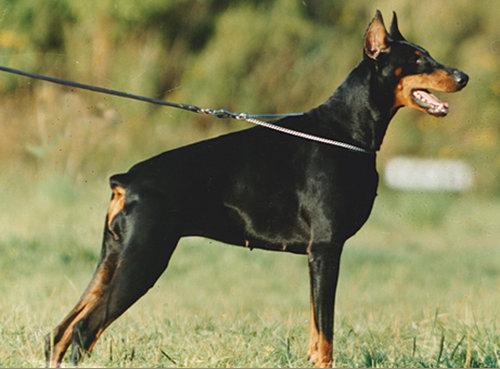 Exa z Tomky | Black Doberman Pinscher