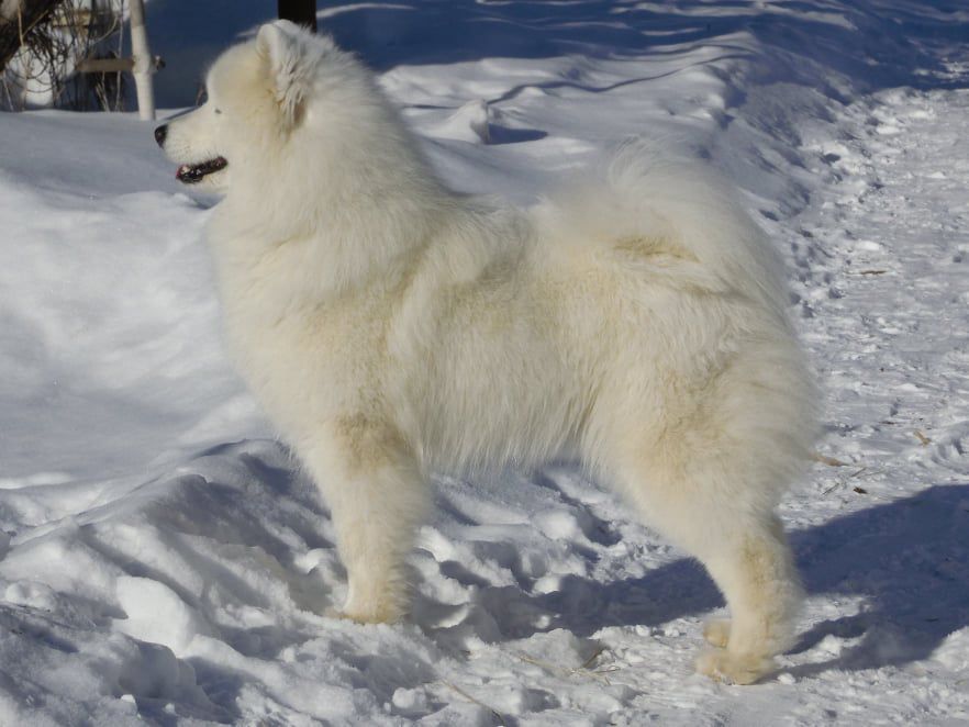 ZVEZDNYI MIR Doris Angel | Samoyed 