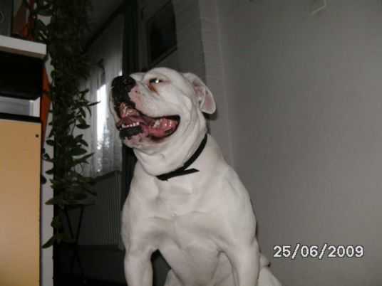 Arkanbulls Albina of Glory | American Bulldog 