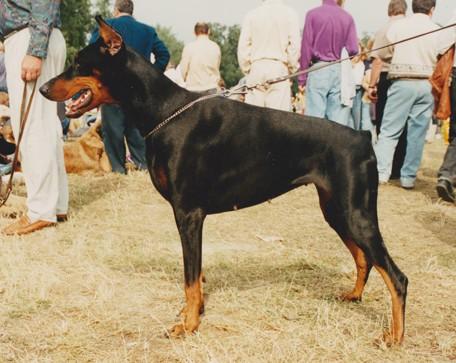 Inda-Nera z Tomky | Black Doberman Pinscher