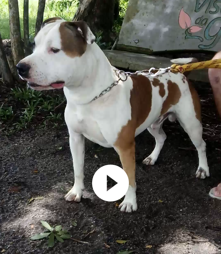 Bigorna Padre Réus | American Staffordshire Terrier 