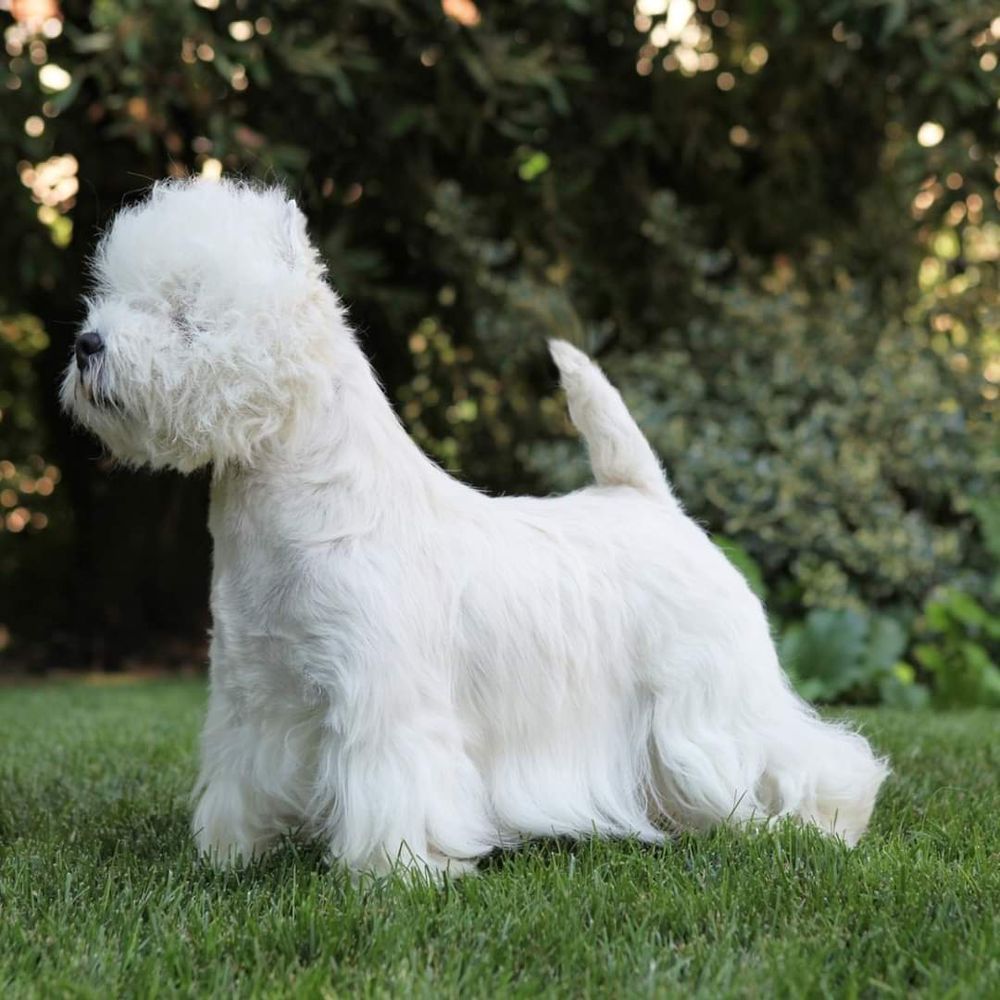 Storm from Superbia | West Highland White Terrier 