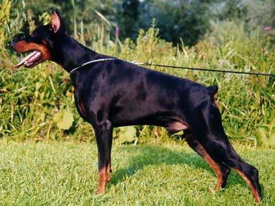 Nick z Tomky | Black Doberman Pinscher