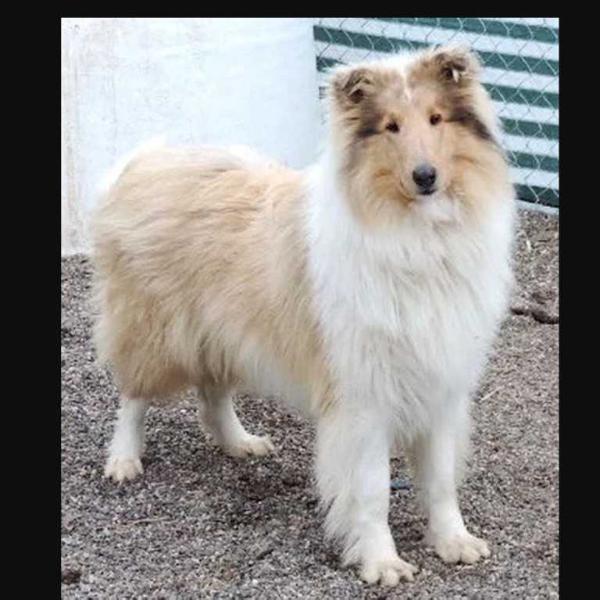 Stirling's Endeavor A Tartanside Overland Bear Hug | Rough Collie 