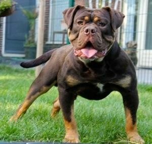 Bullforce combat | Olde English Bulldogge 