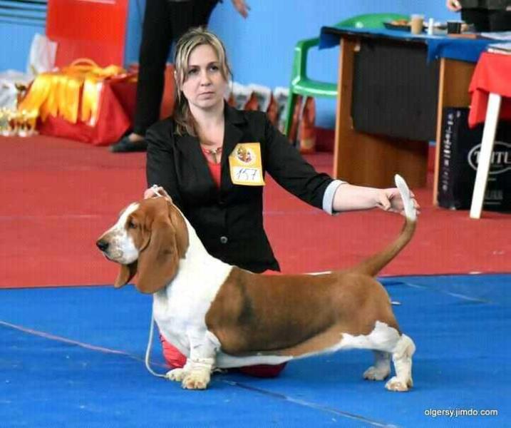 Vezuvii Zeniya | Basset Hound 