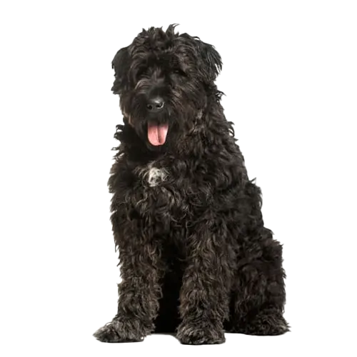 Bouvier des Flandres