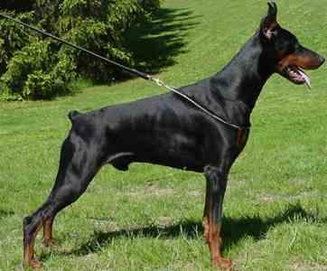 Sivaldo Betelges | Black Doberman Pinscher