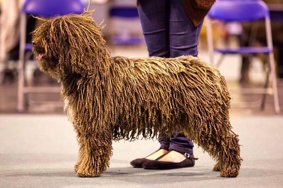 Valentisimo's Gordviday | Spanish Water Dog 